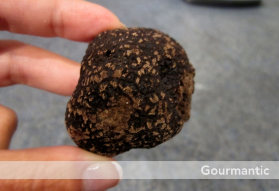 Perigord truffle