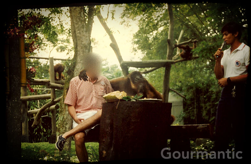 Singapore Zoo - Breakfast with Orangutan