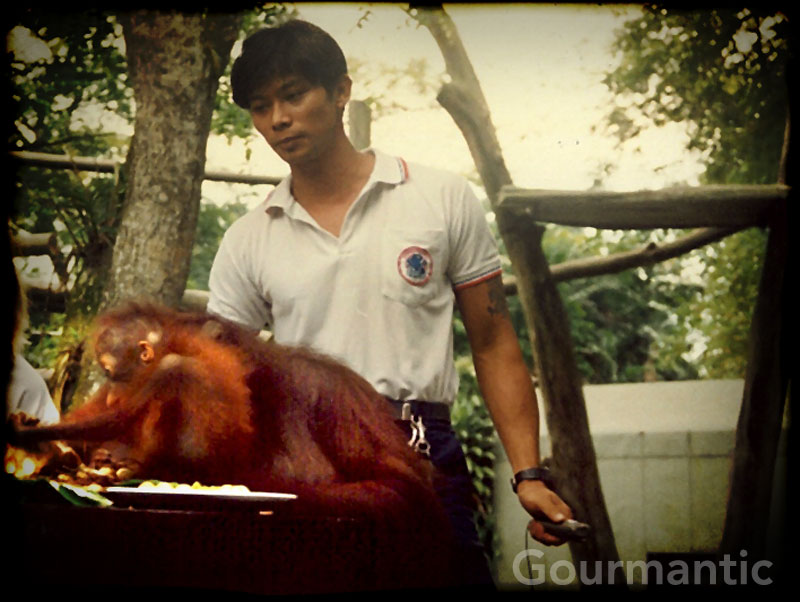 Singapore Zoo - Breakfast with Orangutan
