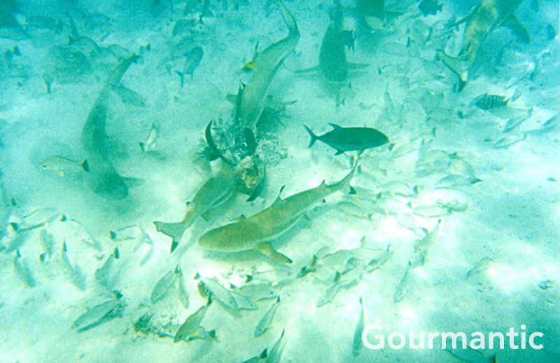 Shark feeding - Tahiti