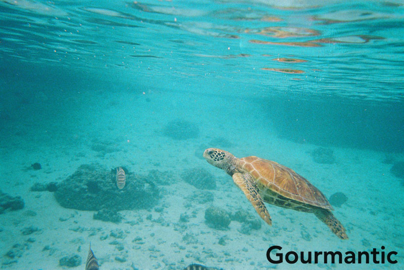 Turtles at Le Meridien Bora Bora