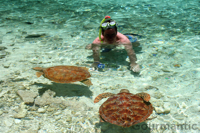 Turtles at Le Meridien Bora Bora