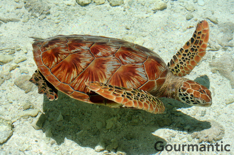 Swim with Turtles at Le Meridien Bora Bora