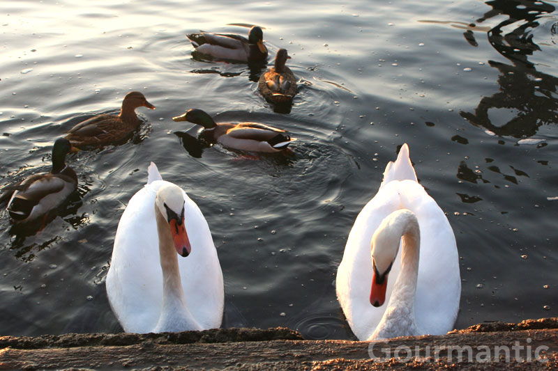 swans at Bellagio, Lake Como