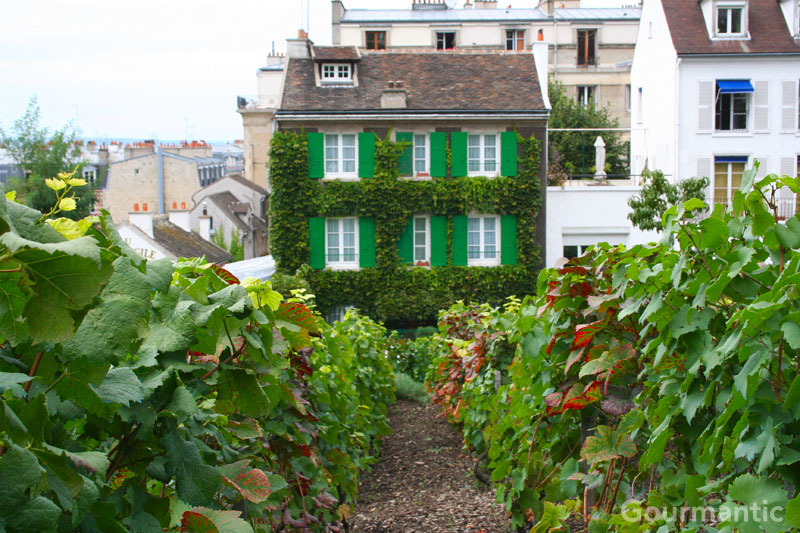 Montmartre Vineyard - Paris