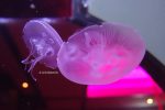 Jelly Fish Tank - not on the menu
